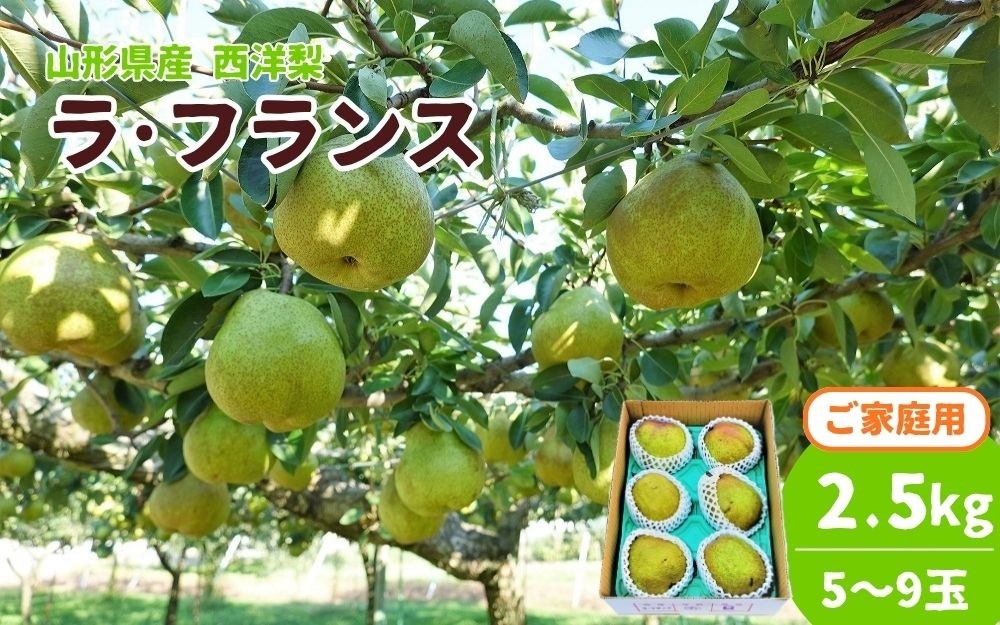 
                  西洋梨（ラ・フランス）２.５ｋｇ　ご家庭用　0012-2612
                