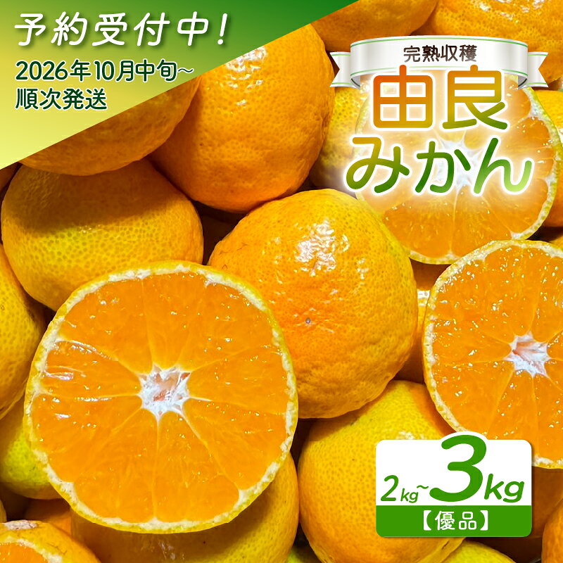 【ふるさと納税】 由良 みかん 2～3kg 産地直送 小玉 中玉 柑橘 みかん フルーツ 果物 蜜柑 時期 旬 季節限定 西浦 おいしい 優品 丸榮 国産 静岡 沼津