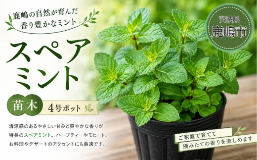 ミント スペアミント 先行予約 苗 苗木 園芸 ガーデニング ミントの苗 日用品 雑貨 趣味 4号ポット 1鉢 清涼感 モヒート ハーブティー ドリンク サラダ デザート 肉料理 魚料理 アクセント 香り 育てる 栽培 趣味 植物 ふるさと納税 茨城県 鹿嶋市 【10月以降順次配送予定】