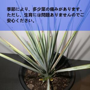 ユッカ リギダ　Yucca rigida_栃木県大田原市生産品_Bear‘s palm