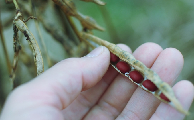 KURO（丹波黒）2本／AKA（丹波大納言小豆）セット ten