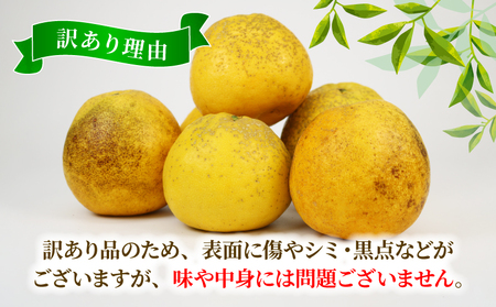 訳あり 河内晩柑 約 8kg 木田柑橘農園 晩柑 かわちばんかん 和製 グレープフルーツ 訳アリ 訳あり品 愛媛みかん 愛媛蜜柑 愛媛県産みかん 蜜柑 みかん mikan 爽やか さっぱり フレッシュ