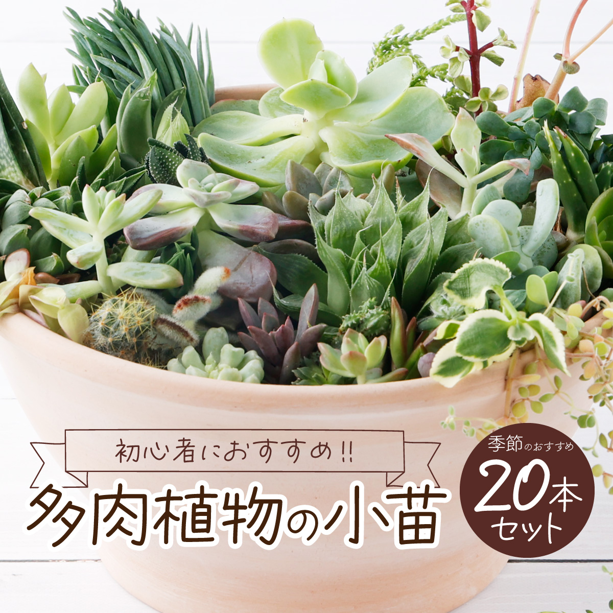 多肉植物の小苗２０本セット（２０種類アソート）