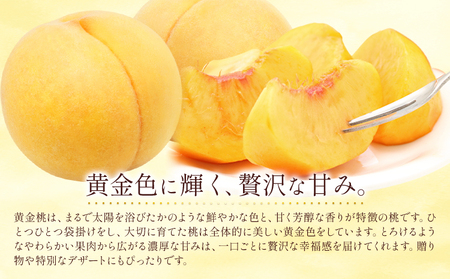 黄金桃 6玉《9月上旬-9月下旬頃出荷》 桃
