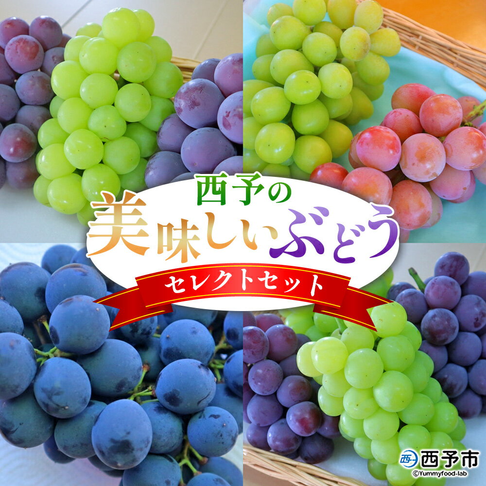 【ふるさと納税】＜西予の美味しいぶどう セレクトセット＞ 果物 くだもの フルーツ ぶどう 葡萄 ブドウ 選べる セット 詰め合わせ つめあわせ 食べ比べ お楽しみ おまかせ 野菜ソムリエ 食べて応援 特産品 産地直送 西予ぶどう倶楽部 愛媛県 西予市【冷蔵】