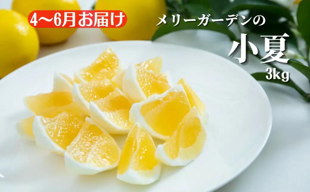 安芸市フルーツ定期便 4回【フルーツ定期便】