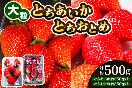 大粒とちあいか＋大粒とちおとめ 計2パック／約500g (各1パック)《2026年1月上旬より順次発送》数量限定 [0781]
