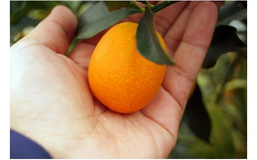 【先行予約】糖度16度以上！『完熟きんかんたまたま』1kg　宮崎県西都市産＜1-136＞