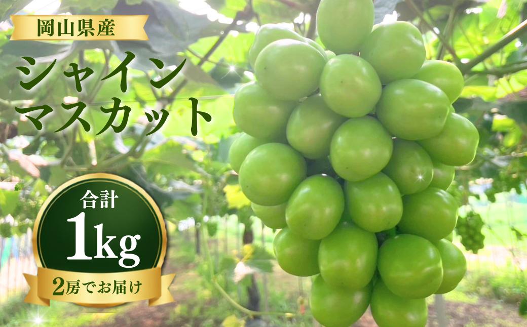 
                  【先行受付】 シャインマスカット1kg | 岡山県産 シャインマスカット ぶどう 葡萄  甘い ジューシー フルーツ 果物 国産フルーツ 旬の果物 お取り寄せ 産地直送 人気 数量限定 先行予約 マスカット
                