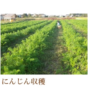 【3回定期便】 にんじんジュース 1L瓶 3本セット 【自家栽培・有機農法】
