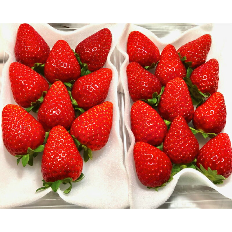【ふるさと納税】いちご 大粒 「まりひめ」約280g×2パック 和歌山 苺 イチゴ 産地直送 濃厚 甘い フルーツ 果物 くだもの 人気 おすすめ 送料無料 国産 和歌山県有田市 （A462-2）