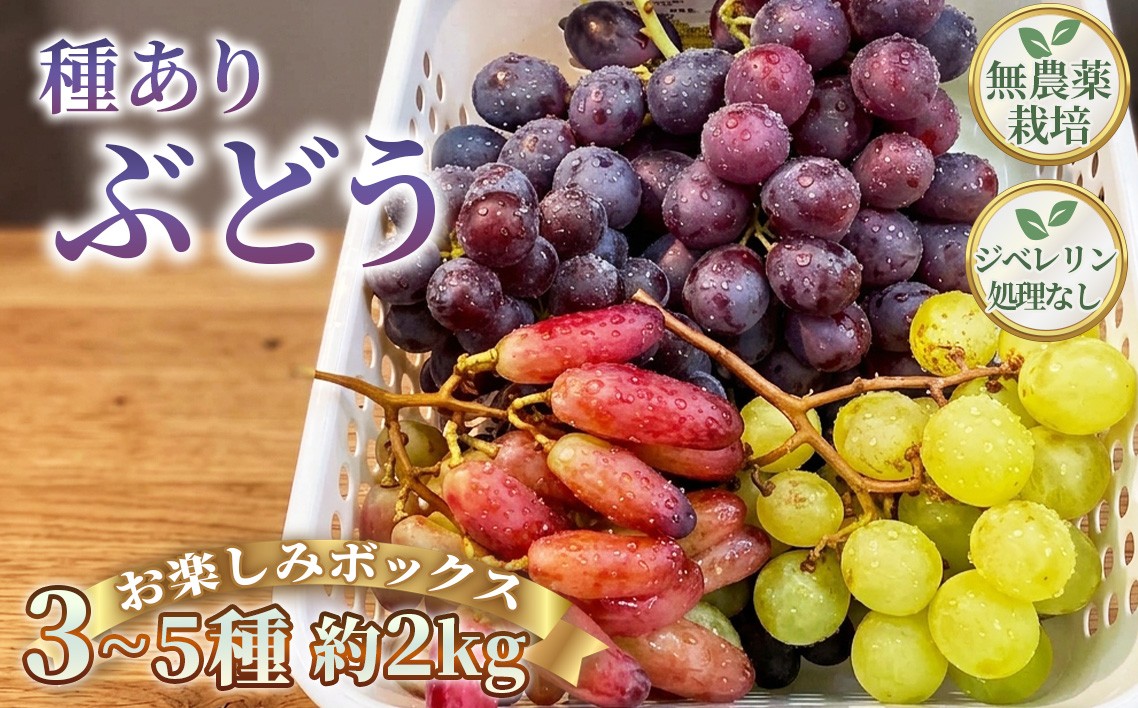 
                  無農薬 ジベレリン処理なし種ありぶどう お楽しみボックス 計約2kg [No.205]
                