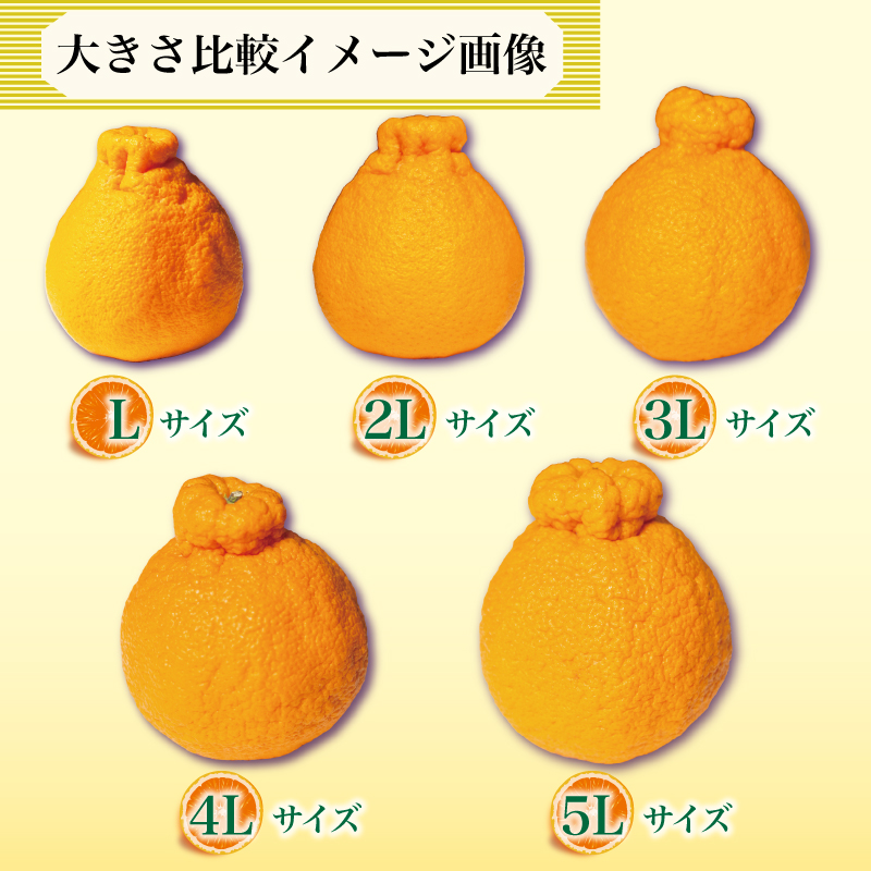 果物 しらぬい 3kg 3Lサイズ 8玉入り 先行予約 令和 7年産 1箱 不知火 柑橘 阿波市産