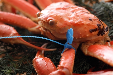 【先行予約】【訳あり】タグつき 釜茹で松葉ガニ１kg前後