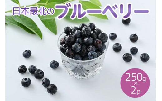 令和5年度産「日本最北のブルーベリー」250g×2パック ≪フルーツ 果物 予約 北海道産 無農薬 積み立て 新鮮≫ 《2024年7月下旬～8月下旬頃出荷》