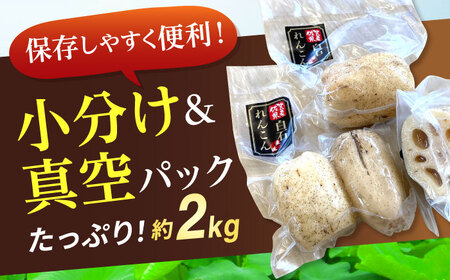 【先行予約】【真空パック】新鮮でおいしい！ 佐賀のがばいうまかレンコン 約1.5kg /新鮮なれんこんを産地直送！ れんこん 佐賀 白石れんこん 真空パックれんこん レンコン 蓮根 れんこん おでん 