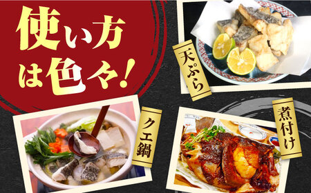 【 対馬産 】 天然 クエ 500g （身のみ）《対馬市》【石川水産】 鍋 水炊き 鮮度抜群 海鮮[WAB004] コダワリクエ こだわりクエ おすすめクエ おススメクエ 人気クエ 定番クエ 通販クエ