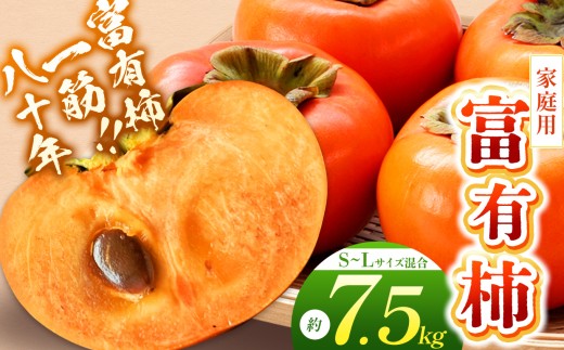 富有柿〈家庭用〉 約7.5kg（S～Lサイズ混載） |  先行予約 大人気 人気 富有 柿 かき フルーツ 果物 辰巳果樹園 ギフト おすすめ 10月 11月 発送 カキ 秋の味覚 旬 甘い 大容量 農家直送 産地直送 グルメ お取り寄せ 送料無料  食物繊維 豊富 美容 健康 | 奈良県 五條市