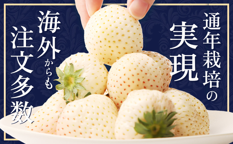 【受注後、随時発送！】【北海道産】ゆきいちご（白いちご） ゆきぼたん 2Pセット 250g×2 計500g【59001】_イメージ2