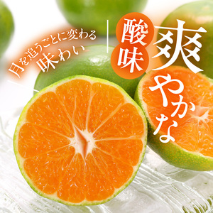 訳あり【2026先行予約】 みかん 極早生 箱込 2.5kg ( 内容量 2.3kg ) サイズミックス 有田みかん 和歌山県産_MK1085