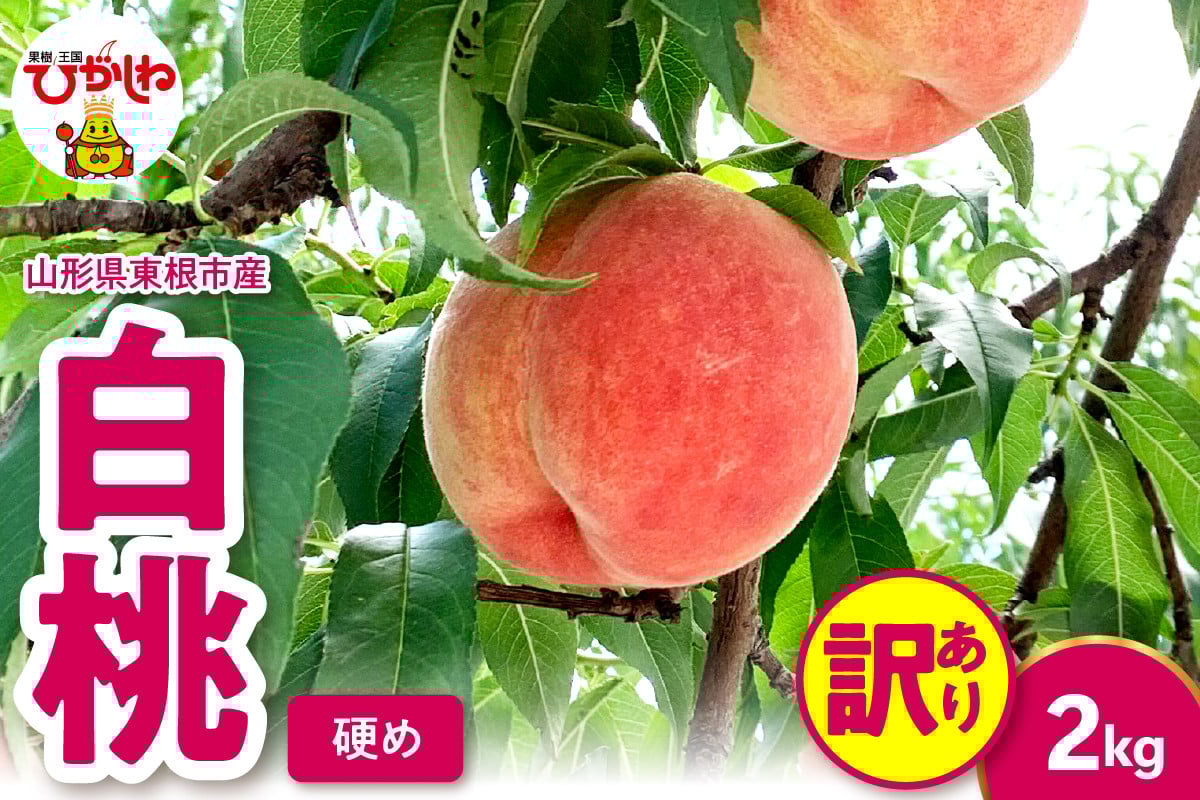 
            2025年産 【訳あり】白桃（硬め） 2kg 山形県 東根市 hi082-010-1
          