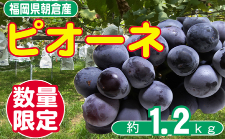 【先行予約】 ぶどう ピオーネ 約2～4房 約1.2kg 果物 ぶどう