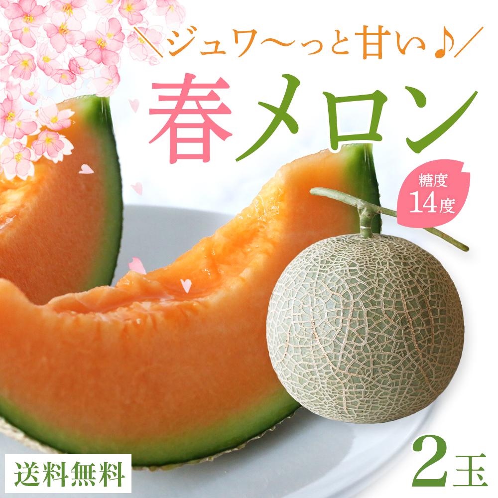 【ふるさと納税】沖縄県宮古島産 春メロン【大玉2玉】｜贈答用・高級果物・赤肉メロン(琉球マルシェ）