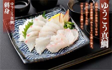 【14営業日以内発送】【premiumfishbrand】 ゆうこう真鯛 （活〆） ×1尾 （約1.5kg） 真鯛 真鯛 マダイ まだい 鯛 タイ たい ゆうこう ブランド魚 魚 海鮮 九州 長崎県 