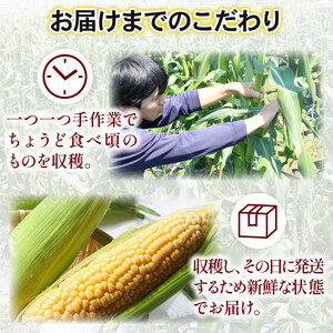 訳あり スイートコーン (ゴールドラッシュ) 2㎏（5～6本）|  2026年発送 6月 高知県スイートコーン とうもろこし スイート コーン コーン