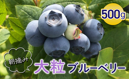 【ひだまり農園ブルーベリーの丘】朝摘み大粒ブルーベリー500g（生果）|ブルーベリーブルーベリーブルーベリーブルーベリー