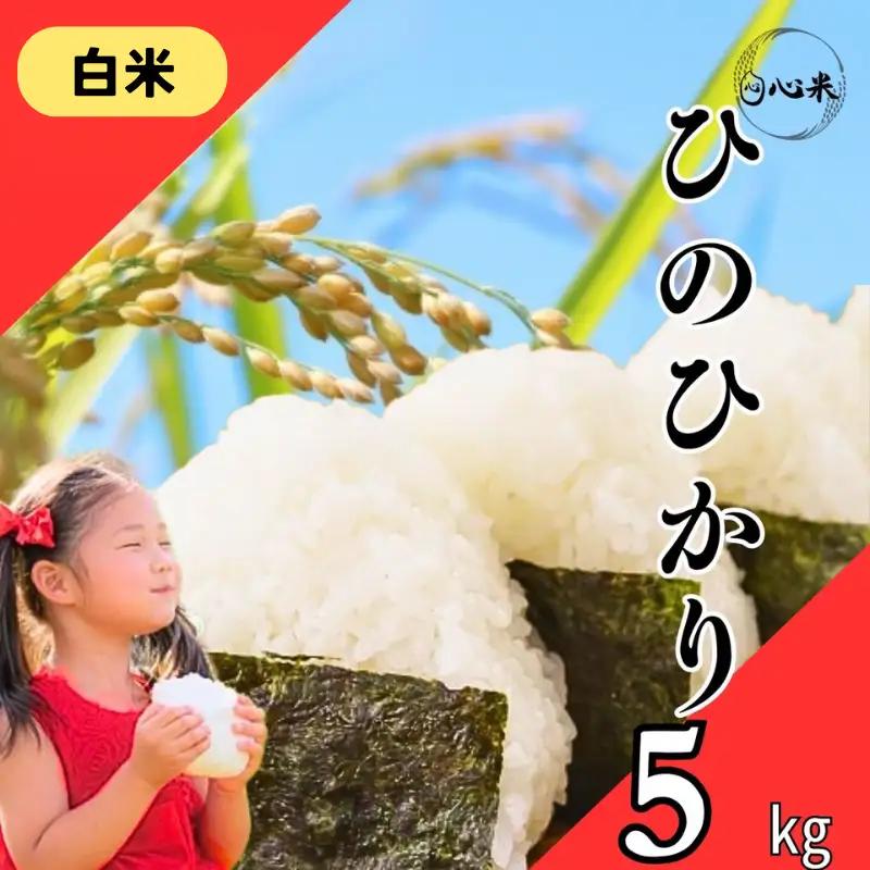 【令和8年産 白米】ヒノヒカリ 5kg 白米 精米 米