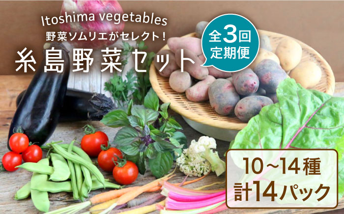 
【全3回定期便】旬を味わう 糸島 野菜 セット 10～14種 （14パック） / イタリア野菜 オーガニック 野菜ソムリエ 松永 糸島市 / vegeLabo [AJB004]
