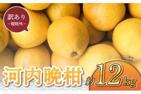先行予約 訳あり 河内晩柑 約12kg 規格外 サイズ不選別 晩柑 ばんかん 柑橘 九州 熊本県 宇城市 送料無料 【2026年3月下旬〜6月下旬発送予定】