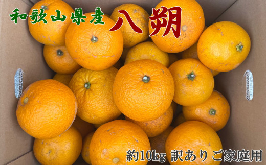 【先行予約】【手選果　訳あり】和歌山 由良町産 八朔 10kg (サイズ混合・ご家庭用)  / 柑橘 果物 ※2026年1月中旬～2026年2月下旬頃順次発送予定 【tec021-c-10】
