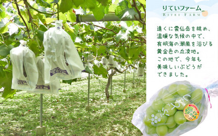 訳あり 旬の ぶどう  詰め合わせ 約 1.2kg | 果物 くだもの フルーツ ブドウ 黒ブドウ 赤ブドウ ぶどう 黒ぶどう 赤ぶどう シャインマスカット マスカット 巨峰 グレープ 熊本 玉名