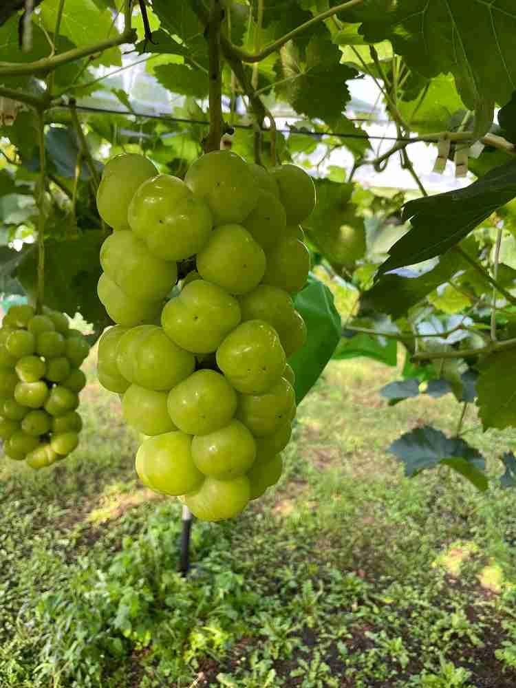 厳選 瀬戸ジャイアンツ 2房 合計1.2kg以上  産地直送 朝採れ ぶどう 葡萄 Kawahara Green Farm 岡山県産 2024年 [No.5220-1436]