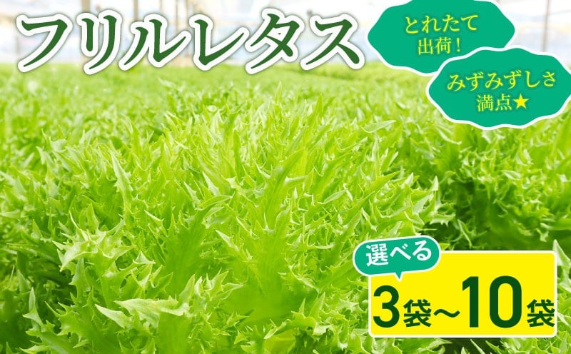 
            フリルレタス 3袋 / 6袋 / 10袋 セット 新鮮レタス フレッシュ レタス サラダ 野菜 やさい こだわり 産地直送 土壌栽培  新鮮 とれたて 採れたて 冷蔵 低カロリー ヘルシー レタスボウル 弁当 ダイエット 千葉県 旭市 Farm Fujinaga ffn
          