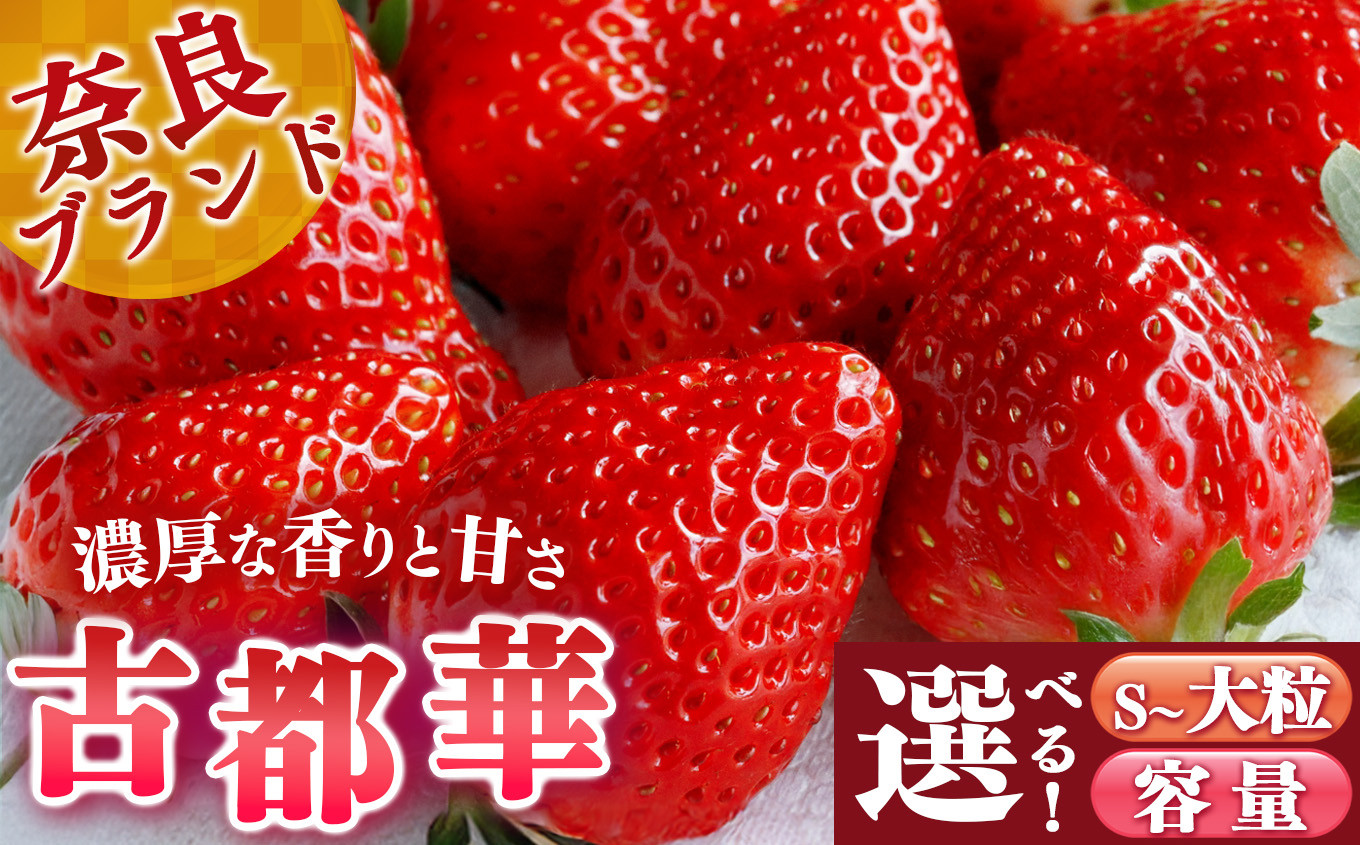 
            【選べる内容量】平群の古都華 S～2Lサイズ 阪野農園 | 果物 くだもの フルーツ 苺 イチゴ いちご ストロベリー 古都華 ことか 旬の品種 産地直送 奈良県 平群町
          