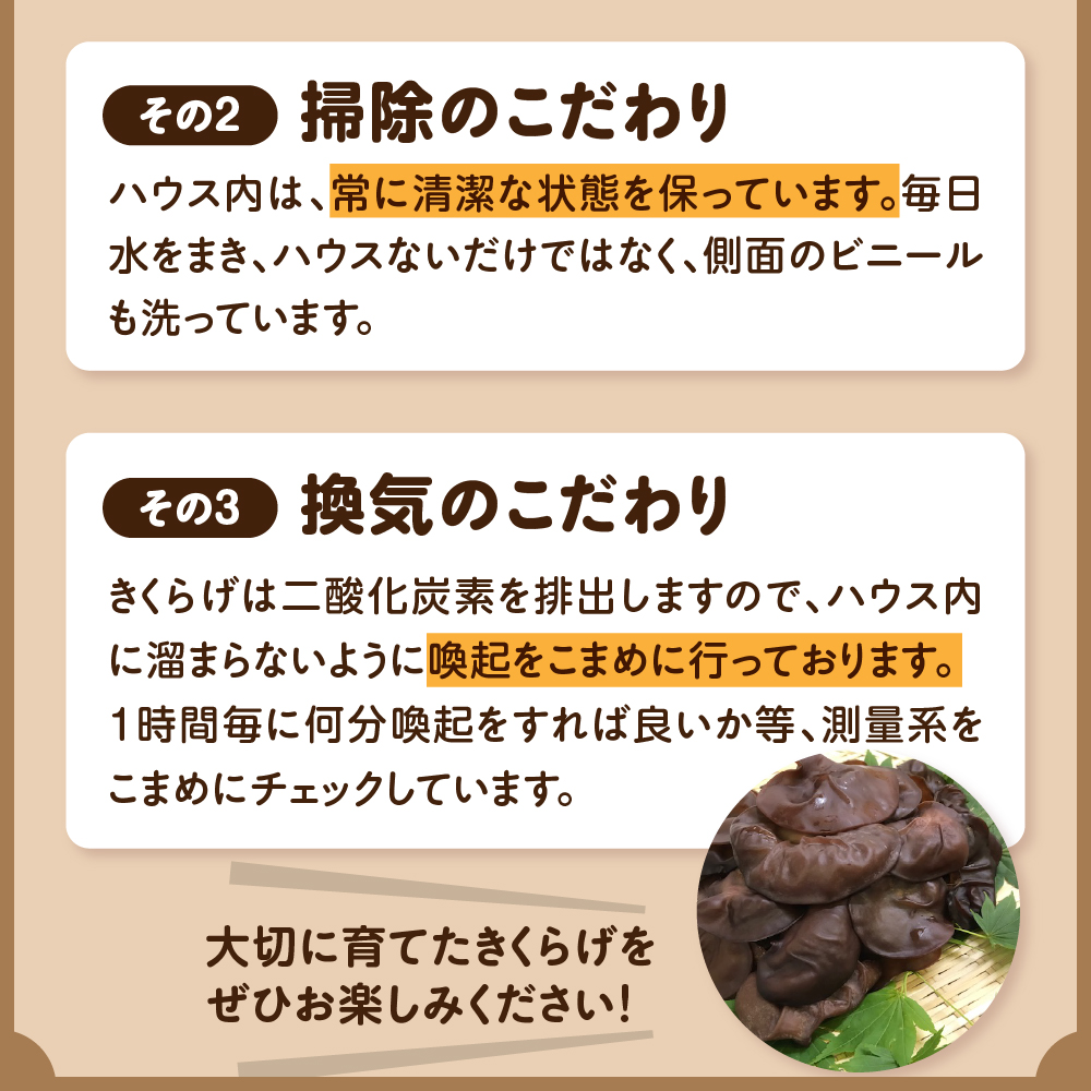 きくらげ 生 1kg ( 500g ×2袋)  国産 【 キクラゲ 生きくらげ 木耳 生キクラゲ 日本産 きのこ キノコ 青森 五所川原 】