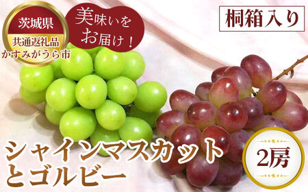 【先行予約】シャインマスカットとゴルビー　桐箱入り2房【茨城県共通返礼品 かすみがうら市】 No.319