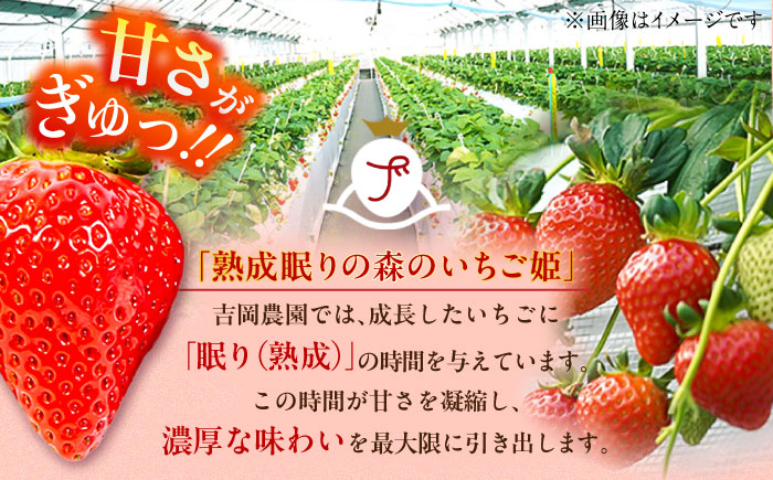 【先行予約】【2026年1月発送開始】 熊本県産 いちご 恋みのり 計1kg (250g×4パック)苺 果物 フルーツ 甘い イチゴ おいしい 熊本県 菊陽町【有限会社 吉岡農園】 [BHBM002]