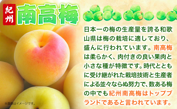 梅干し はちみつ梅干し 1kg 大玉 3L 和歌山県産 株式会社とち亀物産 《30日以内に出荷予定(土日祝除く)》 和歌山県 日高町 梅 うめ はちみつ梅 蜂蜜 梅干し うめぼし 紀州南高梅 漬物 漬