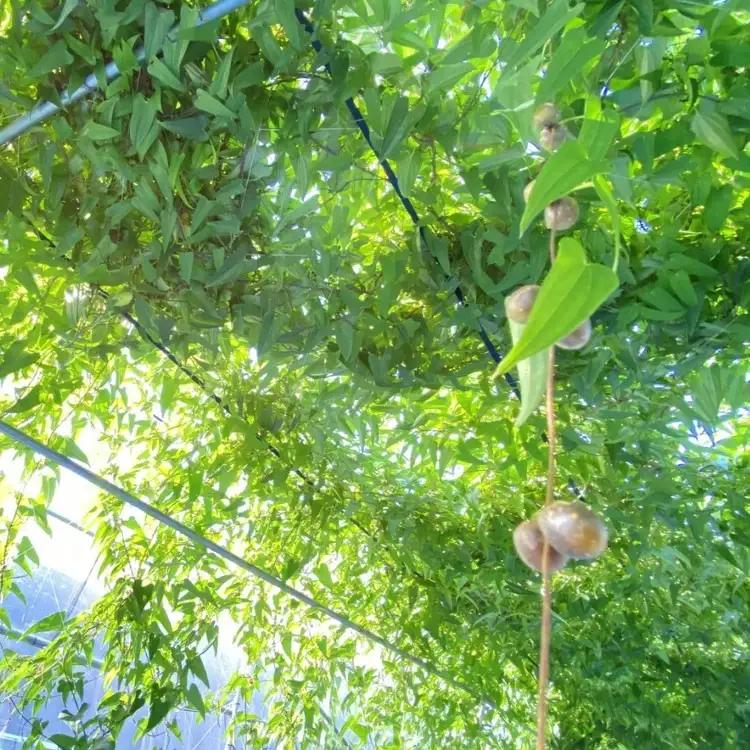 那須町産 自然薯1kg 化粧箱入り | とろろ〔P-351〕 ※2026年12月～発送