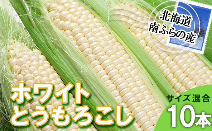 とうもろこし 北海道 朝採り トウモロコシ ホワイト 10本 サイズ混合 南ふらの産 ホワイトコーン 産地直送 旬 野菜 旬の野菜 コーン とうきび トウキビ 夏野菜 夏 2025年発送