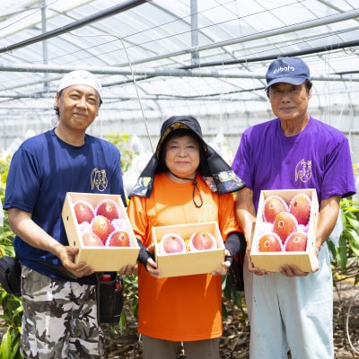 【2026年6月下旬から順次発送・家庭用】護佐丸マンゴー800g(2玉)【配送不可地域:離島】