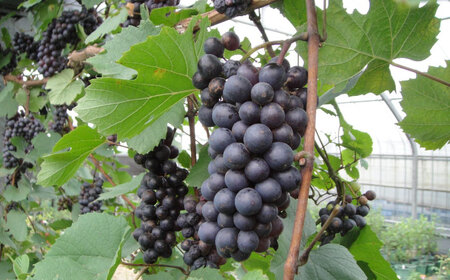 ワイン用 ブドウ苗(ガメイ)6号鉢入り 2〜3年生 大苗 樹高60cm前後 苗 苗木 果樹 / ぶどう ぶどう苗木 葡萄 ぶどうの木 庭木 植木 ガーデニング 熊本県 菊陽町【Herb＆Rose】[BHCQ005]