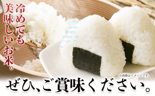 米 令和7年産 新米 無洗米 キヌヒカリ 約2kg 《2026年10月中旬‐1月中旬頃出荷》東農園 和歌山県 岩出市 米 こめ コメ きぬひかり 白米 送料無料