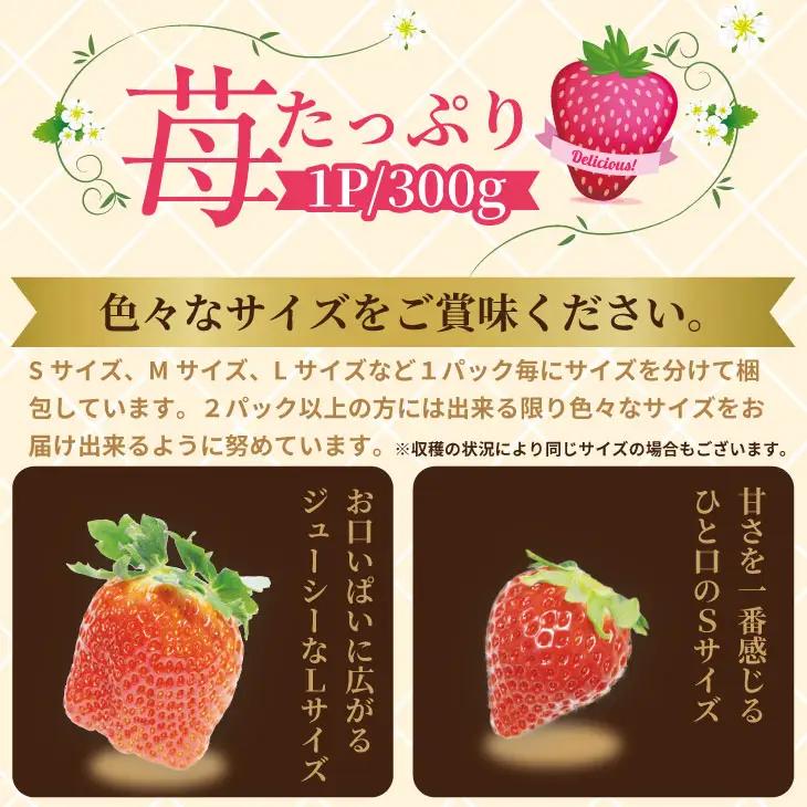 【先行予約】令和9年2月上旬頃出荷開始 いちごさん 4箱セット（1,200g） ふるかわ農園 苺 いちご 果物 B130-054