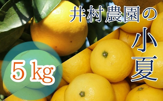 
            R8.4月中旬以降発送 ご贈答◎ ギフト◎ 小夏 5kg 5キロ 日向夏 みかん ミカン 柑橘 フルーツ こなつ コナツ ﾆｭｰｻﾏｰｵﾚﾝｼﾞ おやつ デザート 美味しい おいしい 国産 プレゼント 井村農園【R01490】
          