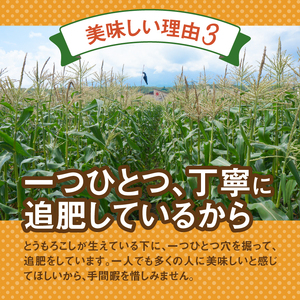 ≪2024年 先行予約≫富士北麓忍野村の気候、水、自然で作られた朝採りトウモロコシ（ゴールドラッシュ）